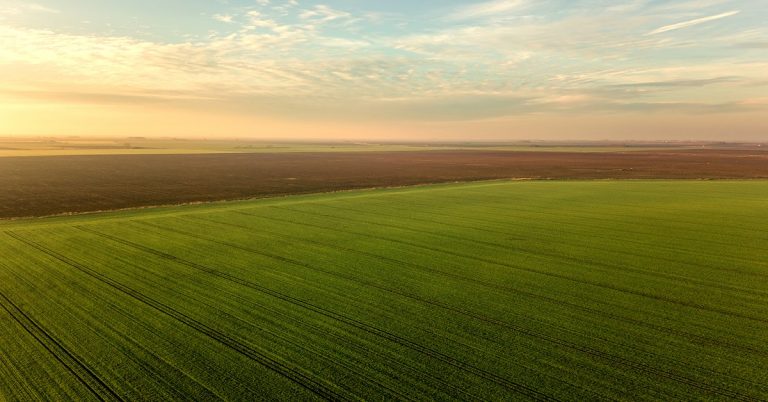 O Potencial Da Rizobactéria Bacillus Aryabhattai No Controle De Doenças Fúngicas E Promoção Do Crescimento Das Plantas