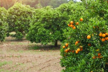 Agricultor Conta Os Benefícios De Três Anos De Uso Do K Forte® Na Cultura Da Laranja