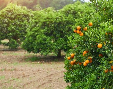 Agricultor Conta Os Benefícios De Três Anos De Uso Do K Forte® Na Cultura Da Laranja