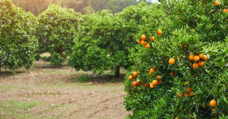 Agricultor Conta Os Benefícios De Três Anos De Uso Do K Forte® Na Cultura Da Laranja