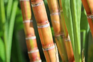 Impactos Da Remoção Da Palha Em Lavouras De Cana Para Produção De Bioetanol