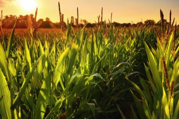 Os Benefícios Do Uso Do Silício No Controle De Doenças De Plantas