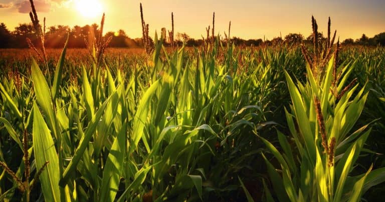 Os Benefícios Do Uso Do Silício No Controle De Doenças De Plantas