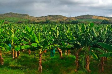 Quais São Os Sintomas De Deficiência De Magnésio Na Banana?