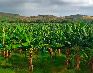 Quais São Os Sintomas De Deficiência De Magnésio Na Banana?