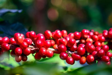 Quais São Os Sintomas De Deficiência De Magnésio No Café?