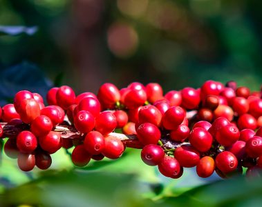 Quais São Os Sintomas De Deficiência De Magnésio No Café?