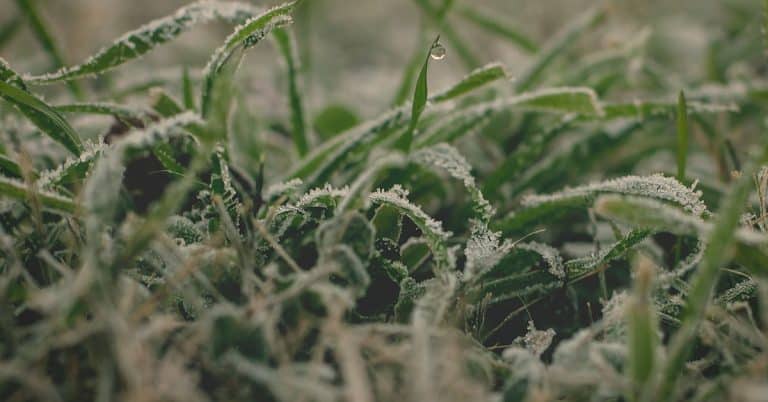 Qual É O Papel Do Potássio No Aumento Da Resistência Das Plantas Contra Geadas E Secas?