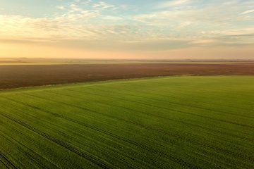 Como Identificar Os Sintomas De Deficiência De Magnésio Nas Plantas?