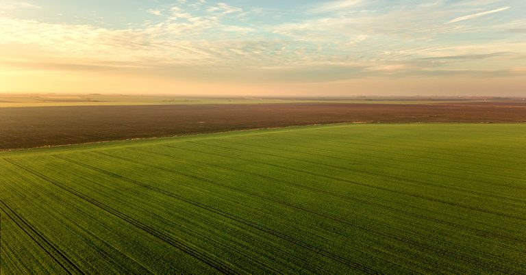 Como Identificar Os Sintomas De Deficiência De Magnésio Nas Plantas?