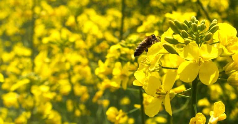 Agricultura Sustentável E Polinização Como Essa Aliança Beneficia O Agricultor