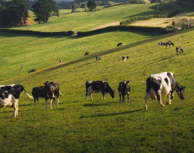 Por Que A Adubação Potássica Em Pastagens É Importante Para Garantir Melhor Rendimento Animal?