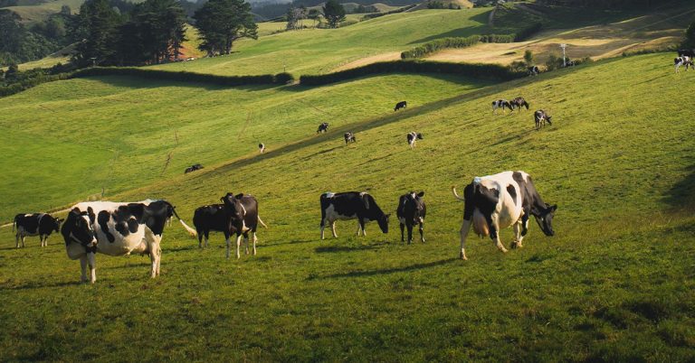 Por Que A Adubação Potássica Em Pastagens É Importante Para Garantir Melhor Rendimento Animal?