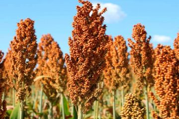 Sorgo Para Produção De Silagem: Qual O Mais Recomendado?