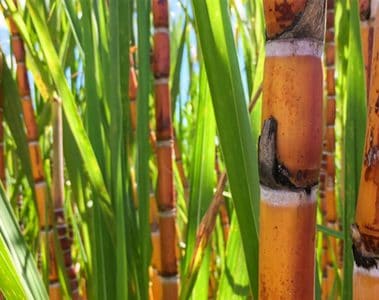 Agricultor De Jardinópolis - Sp Fala Sobre Os Resultados Do Uso Do K Forte® Na Melhoria Da Produtividade E Longevidade Da Cana-De-Açúcar