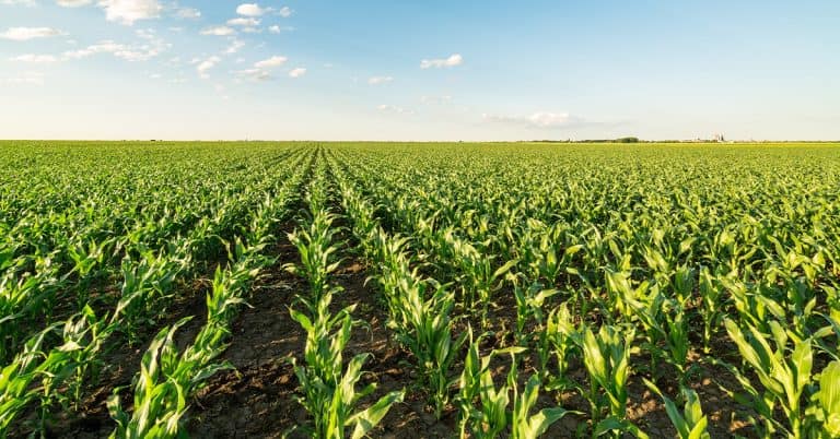 Como O Bacillus Aryabhattai Pode Ter Impacto Na Expressão De Genes Promotores Do Crescimento Das Plantas