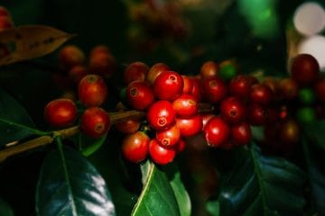 Como O Potássio Pode Auxiliar Na Diminuição Dos Danos Da Geada No Café?