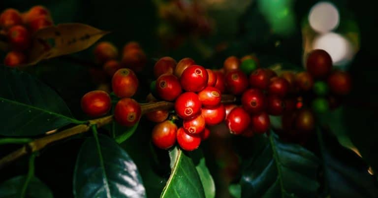 Como O Potássio Pode Auxiliar Na Diminuição Dos Danos Da Geada No Café?