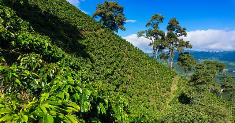 Deficiência De Manganês No Café: Como Identificar?