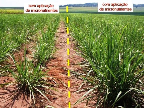 Efeito Da Aplicação De Micronutrientes Em Cana-De-Açúcar.