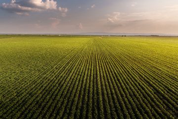 Manganês Na Agricultura: Qual A Importância Desse Micronutriente?