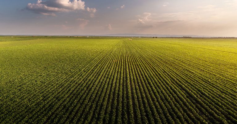 Manganês Na Agricultura: Qual A Importância Desse Micronutriente?