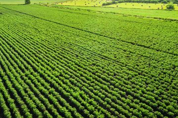 Conheça 5 Fontes De Manganês Para Plantas