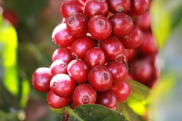 Agricultor De Guimarânia - Mg Conta Como O K Forte® Ajudou A Melhorar A Qualidade Da Bebida Do Café