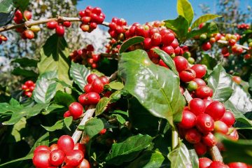 Cafeicultor Holandês Conta Os Resultados Positivos Do Uso Do K Forte® Na Lavoura De Café