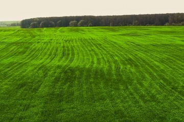 Como Aplicar Boro Nas Plantas 3 Dicas Que Você Precisa Conhecer