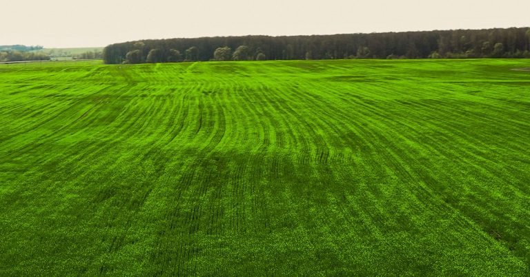 Como Aplicar Boro Nas Plantas 3 Dicas Que Você Precisa Conhecer