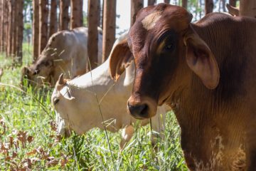 Como Construir Um Sistema Integrado De Produção Agrossilvipastoril (Ilpf) De Alta Produtividade