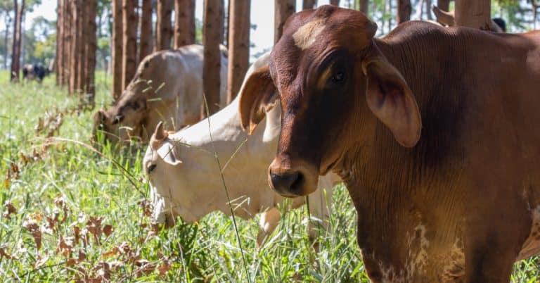 Como Construir Um Sistema Integrado De Produção Agrossilvipastoril (Ilpf) De Alta Produtividade