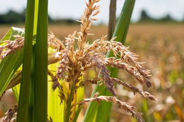 Como O Potássio Pode Promover Uma Maior Produtividade Do Milho Para Silagem? - Como O Potassio Pode Promover Uma Maior Produtividade Para O Milho Para Silagem