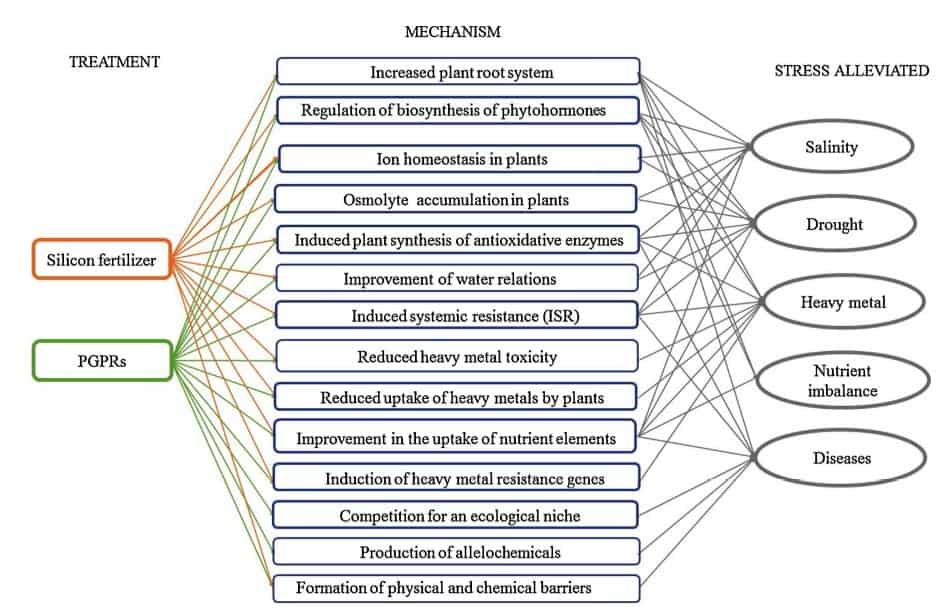 Comparação Dos Diferentes Mecanismos Através Dos Quais O Silício E As Rpcp Ajudam A Amenizar Os Estresses Agrícolas Nas Plantas