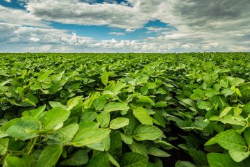 Consultor Agrícola Conta Como O Manejo Com K Forte® Ajudou A Aumentar Em 50% A Sua Produtividade De Soja - Consultor E Produtor Agricola De Cassia Mg Fala Dos Beneficios Do Uso Do K Forte® Na Soja