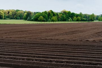 Quando Ocorre A Toxicidade De Manganês Nas Plantas E Como Corrigi-La