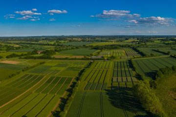 Sulfato De Manganês O Que É E Qual É A Sua Importância Para A Agricultura