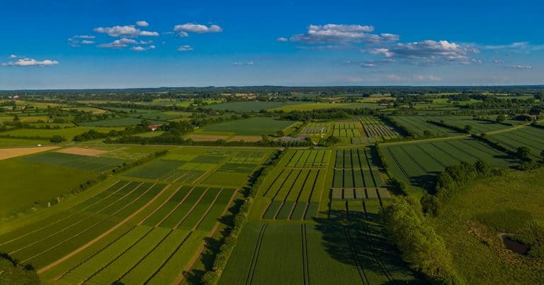 Sulfato De Manganês O Que É E Qual É A Sua Importância Para A Agricultura