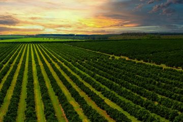 Agricultores Contam Como O K Forte® Ajuda A Otimizar A Compostagem Na Cafeicultura - Agricultores Contam Como O K Forte® Ajuda A Otimizar A Compostagem Na Cafeicultura