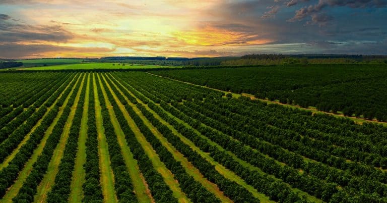 Agricultores Contam Como O K Forte® Ajuda A Otimizar A Compostagem Na Cafeicultura - Agricultores Contam Como O K Forte® Ajuda A Otimizar A Compostagem Na Cafeicultura