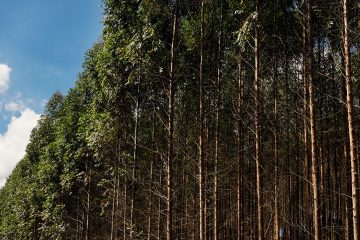 Como A Adubação Potássica Está Relacionada À Qualidade Do Eucalipto?