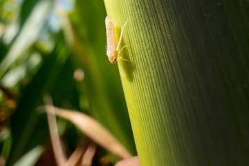 Como Controlar A Cigarrinha-Do-Milho E O Complexo De Enfezamentos Através Da Nutrição Das Plantas?