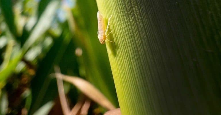 Como Controlar A Cigarrinha-Do-Milho E O Complexo De Enfezamentos Através Da Nutrição Das Plantas?