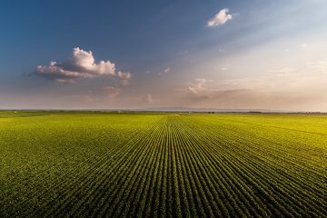 Como O Potássio Impacta A Produtividade Das Lavouras?