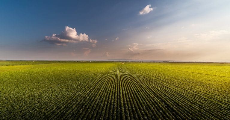 Como O Potássio Impacta A Produtividade Das Lavouras?