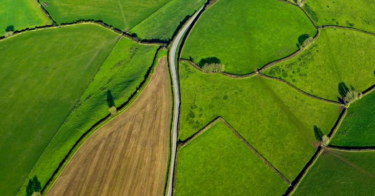 Conheça Os Principais Sintomas De Deficiência De Boro Nas Plantas