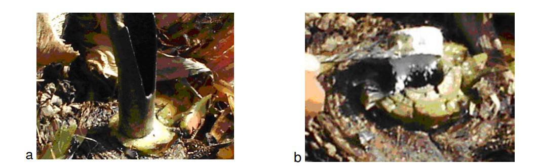 Detalhe Do Uso Da “Lurdinha” No Desbaste (A) Da Bananeira, E Colocação Do Fertilizante No Orifício Resultante (B).