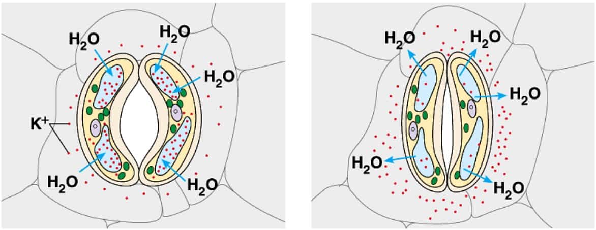 Papel Do Potássio, Representado Pelos Pontos Vermelhos, No Controle Osmótico Que Propicia A Abertura E O Fechamento Dos Estômatos (Fonte: Benjamin Cummings)
