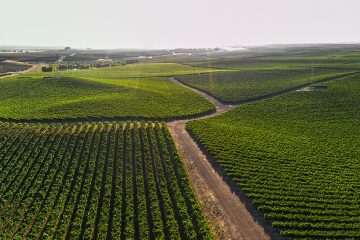 Saiba O Que Agricultores Brasileiros Falam Sobre O Uso Dos Fertilizantes Da Verde Agritech, Como O K Forte®